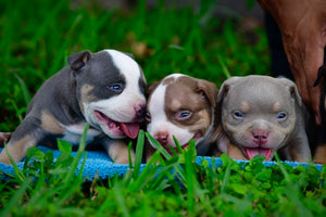 HOW TO POTTY TRAIN YOUR PUPPY NMG Bullies