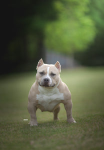 HOW TO STACK A DOG FOR A DOG SHOW NMG Bullies