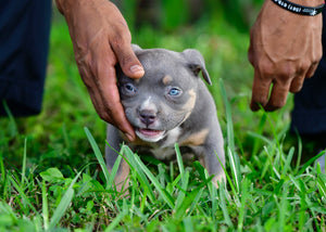 7 Tips for a BFF (BETTER FASTER FUN) Dog Bath NMG Bullies