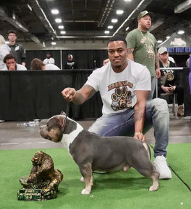 The Top XL American Bully Breeders in the World Right Now