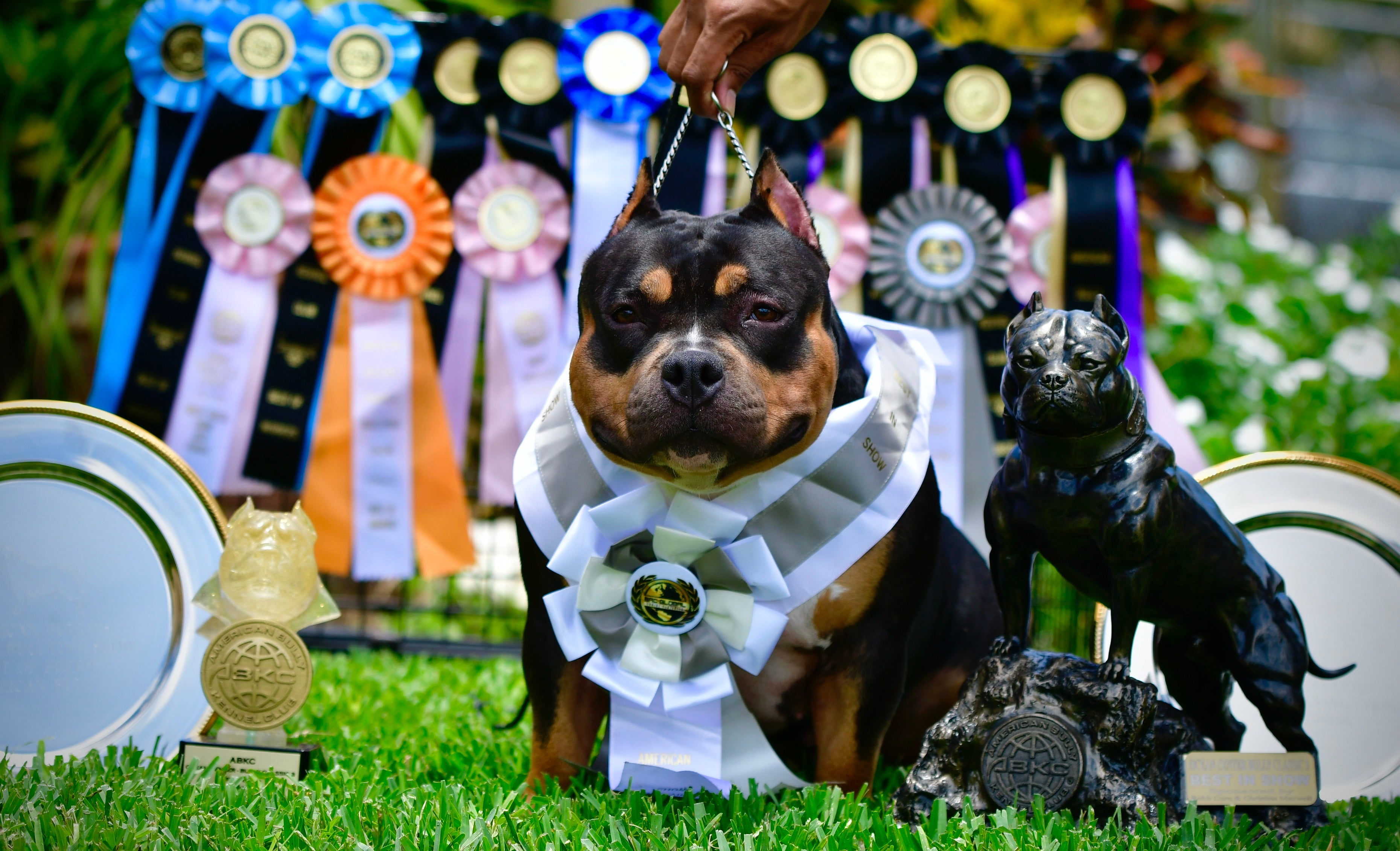 Buy Quality American Dog Breeds Online | NMG Bullies