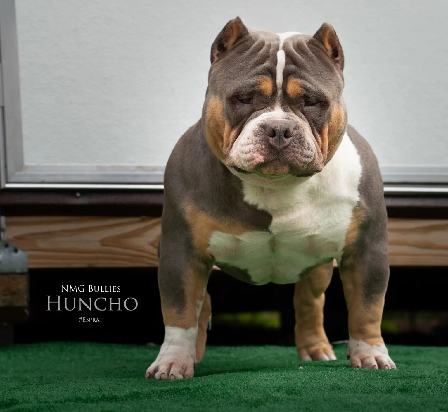American Bully from the NMG Bullies breeding program in Florida (01)