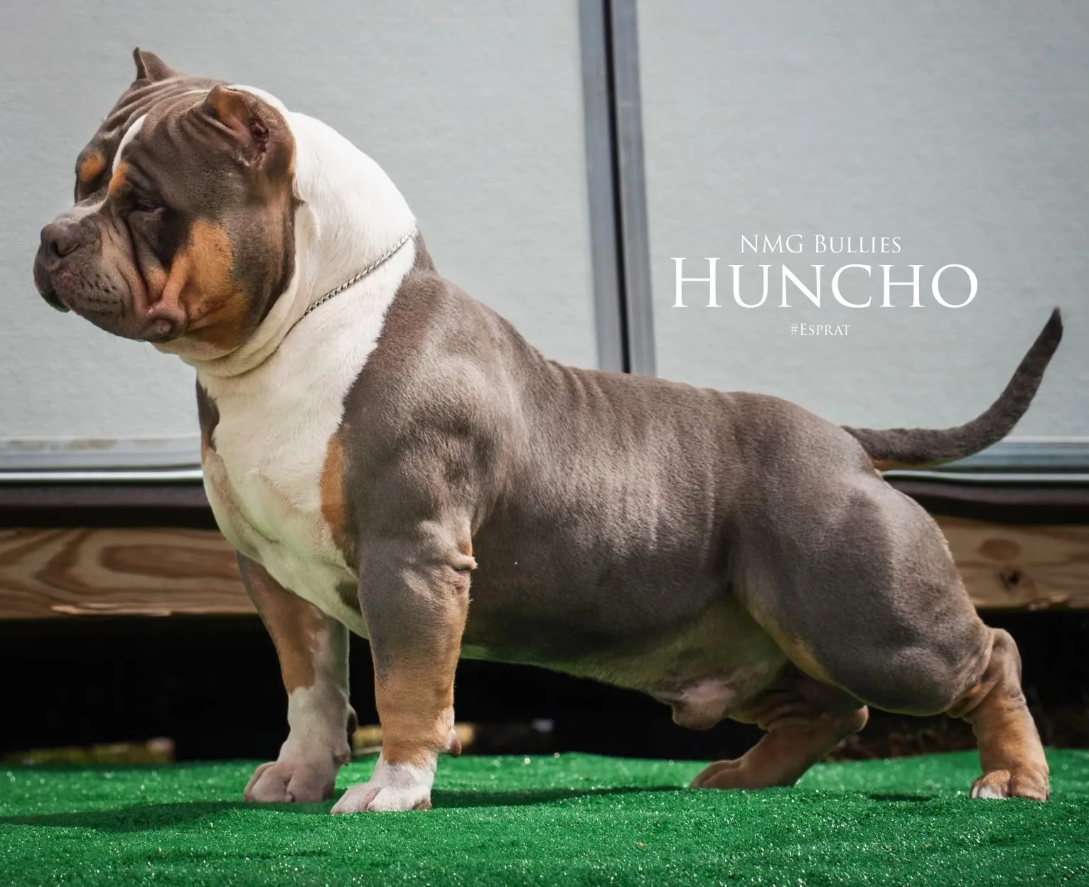 American Bully from the NMG Bullies breeding program in Florida (02)