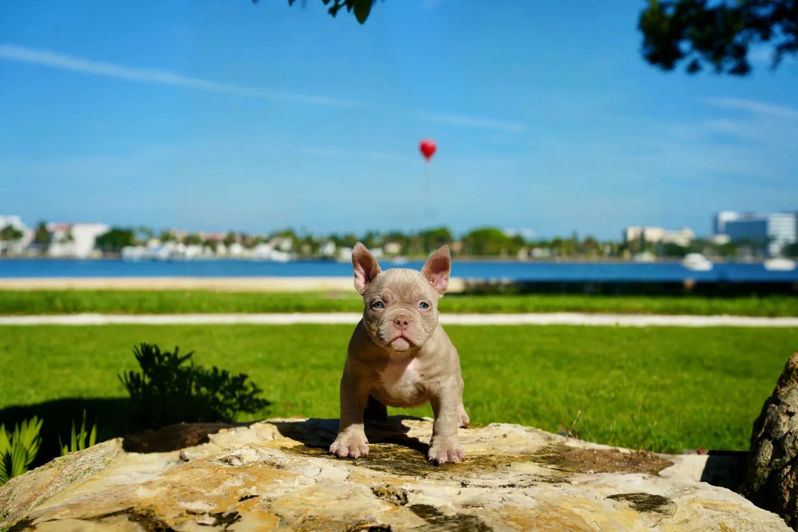 American Bully from the NMG Bullies breeding program in Florida (03)