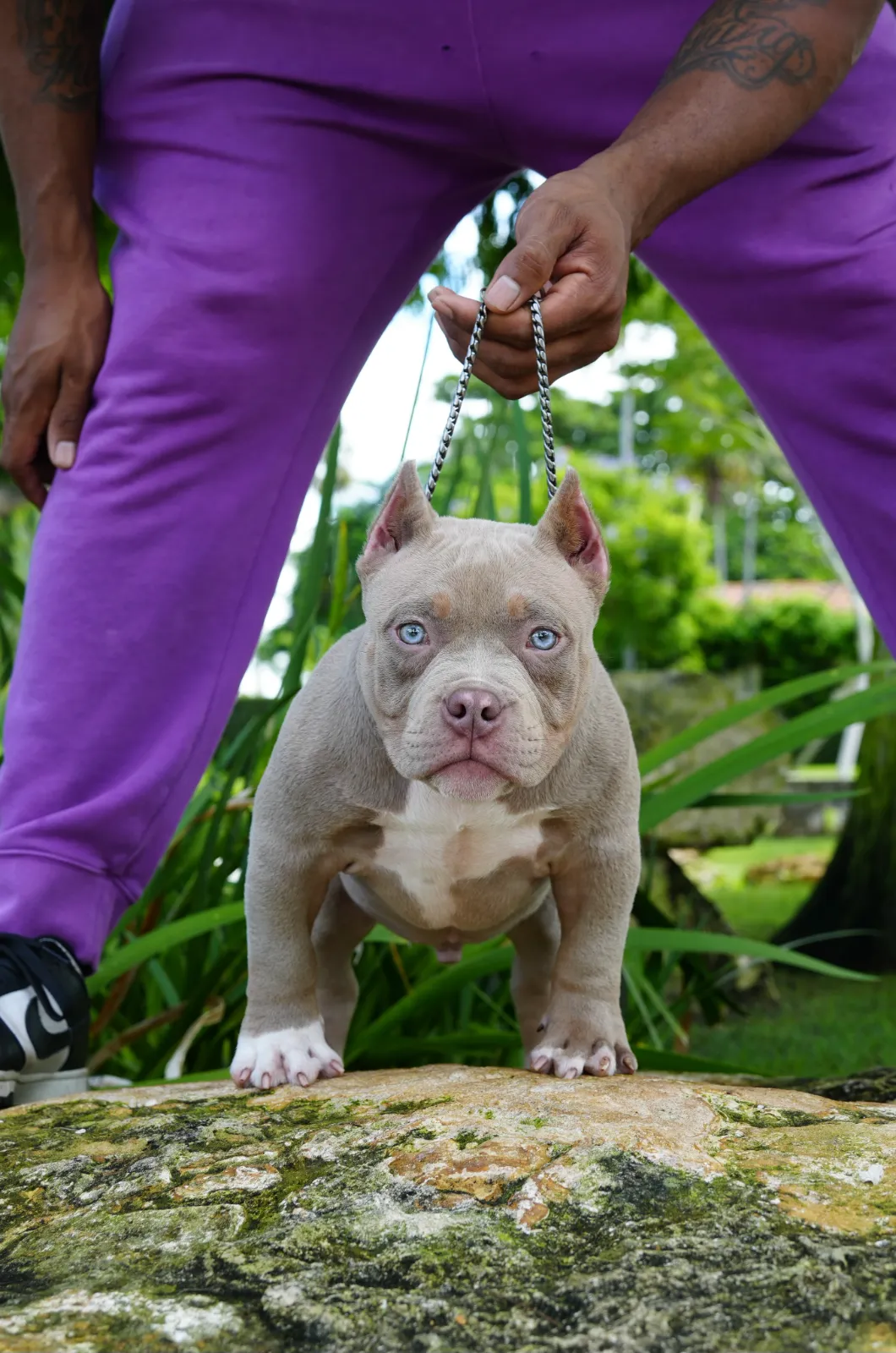 American Bully from the NMG Bullies breeding program in Florida (04)