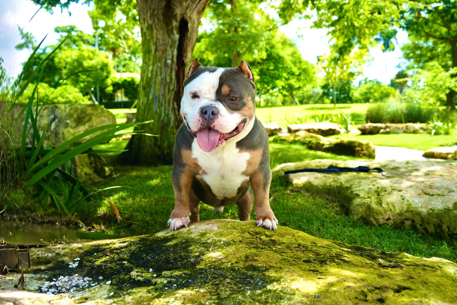 American Bully from the NMG Bullies breeding program in Florida (05)