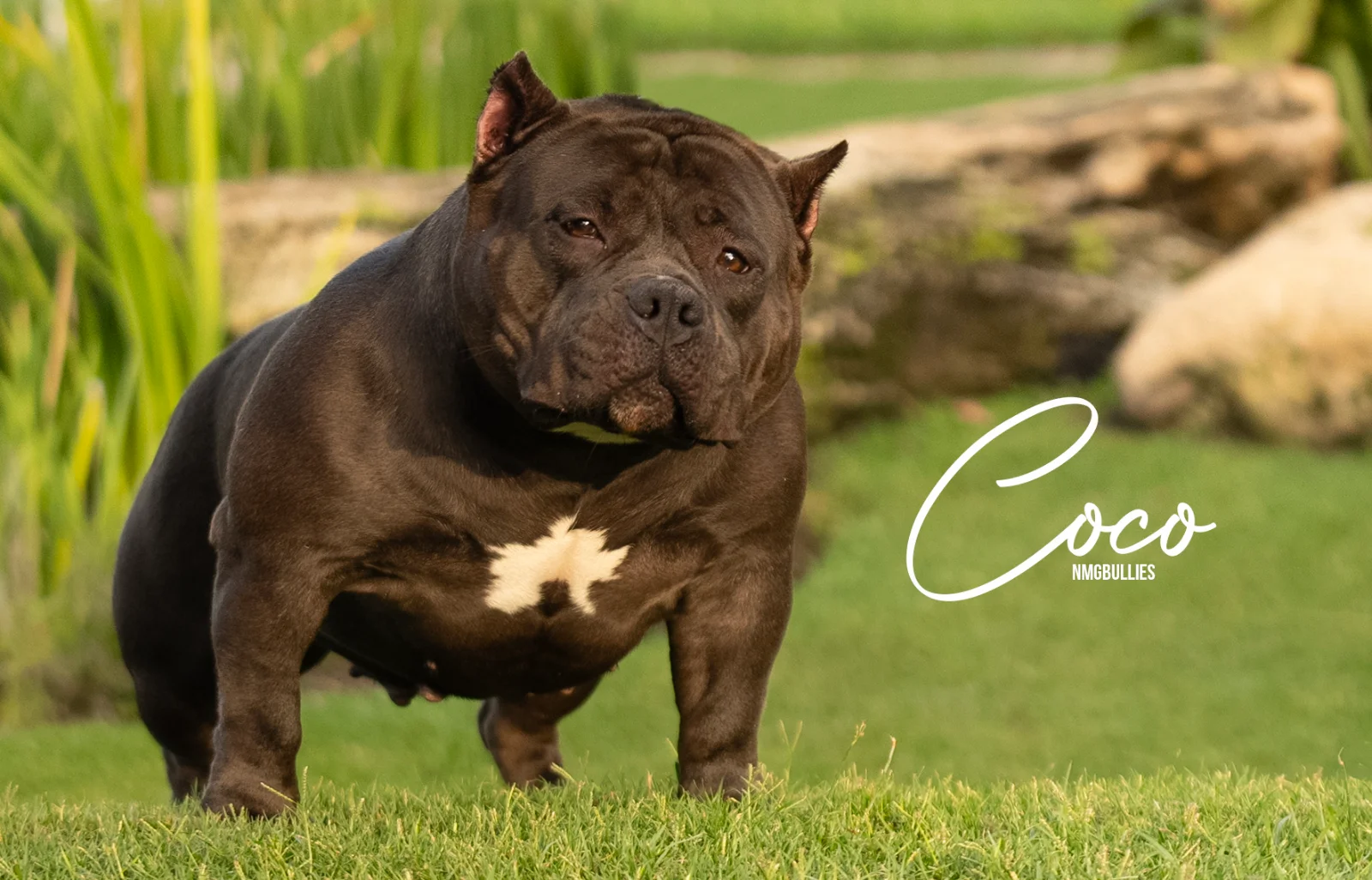 American Bully from the NMG Bullies breeding program in Florida (07)