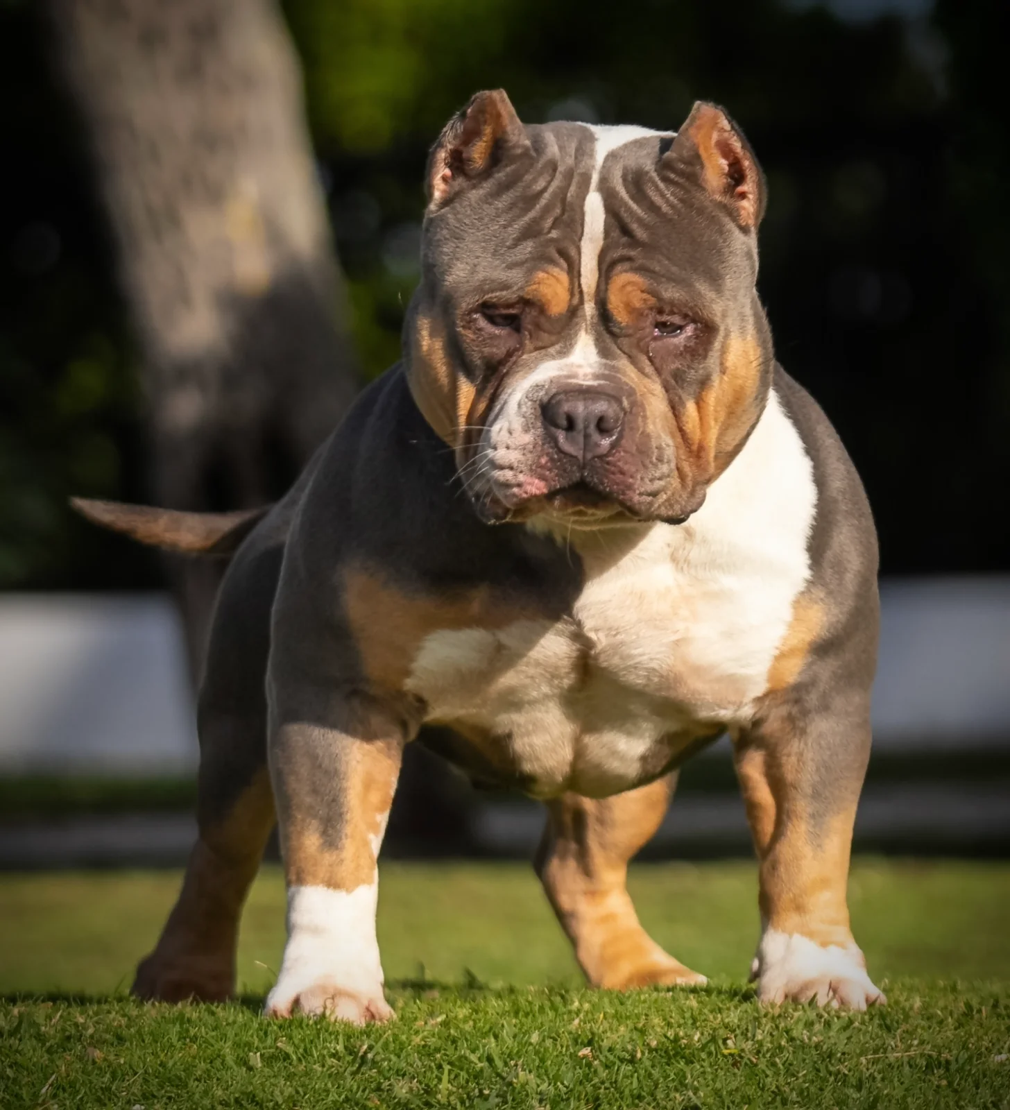 American Bully from the NMG Bullies breeding program in Florida (09)