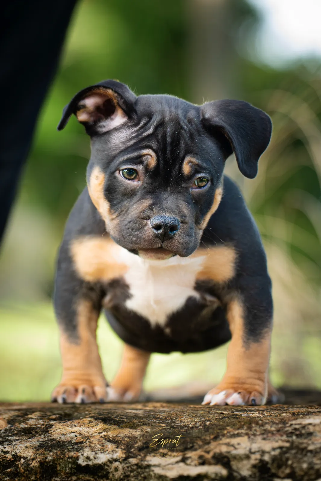 NMG Bullies champion American Bully