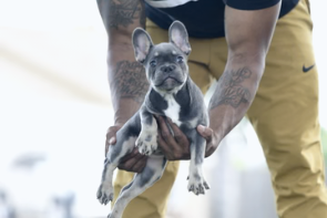 Blue tri male French Bulldog puppy held by breeder