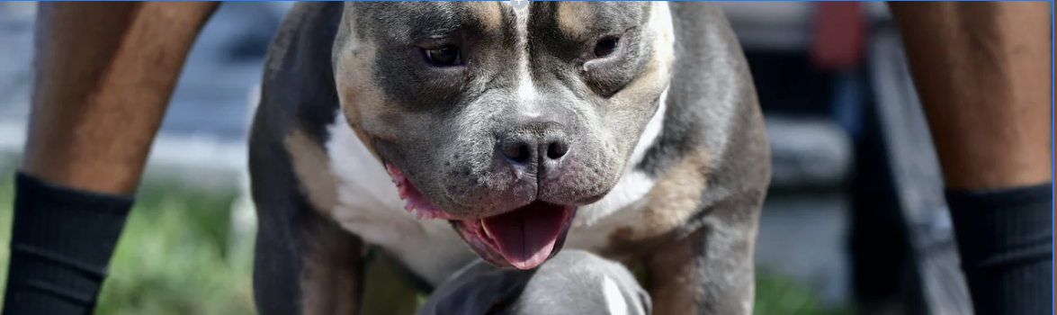 Tri-color American Bully standing over a puppy at NMG Bullies