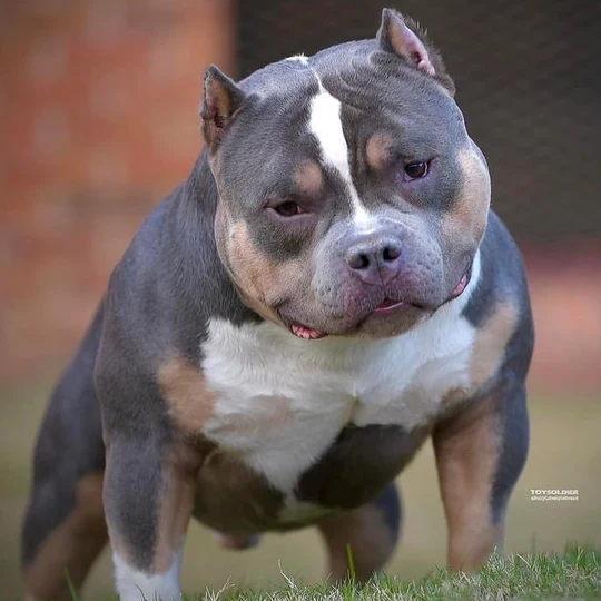 ABKC Champion Homicide, blue tri American Bully stud