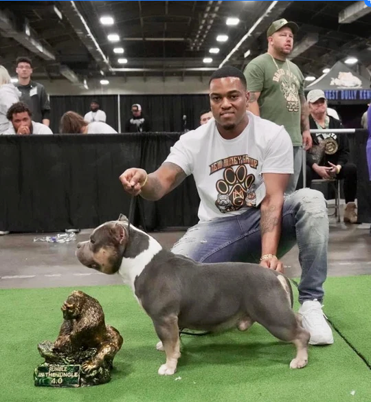 Handler showing a blue tri American Bully at an ABKC dog show